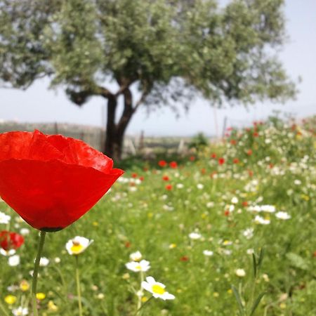 Galilee Bedouin Camplodge Tabash Екстер'єр фото